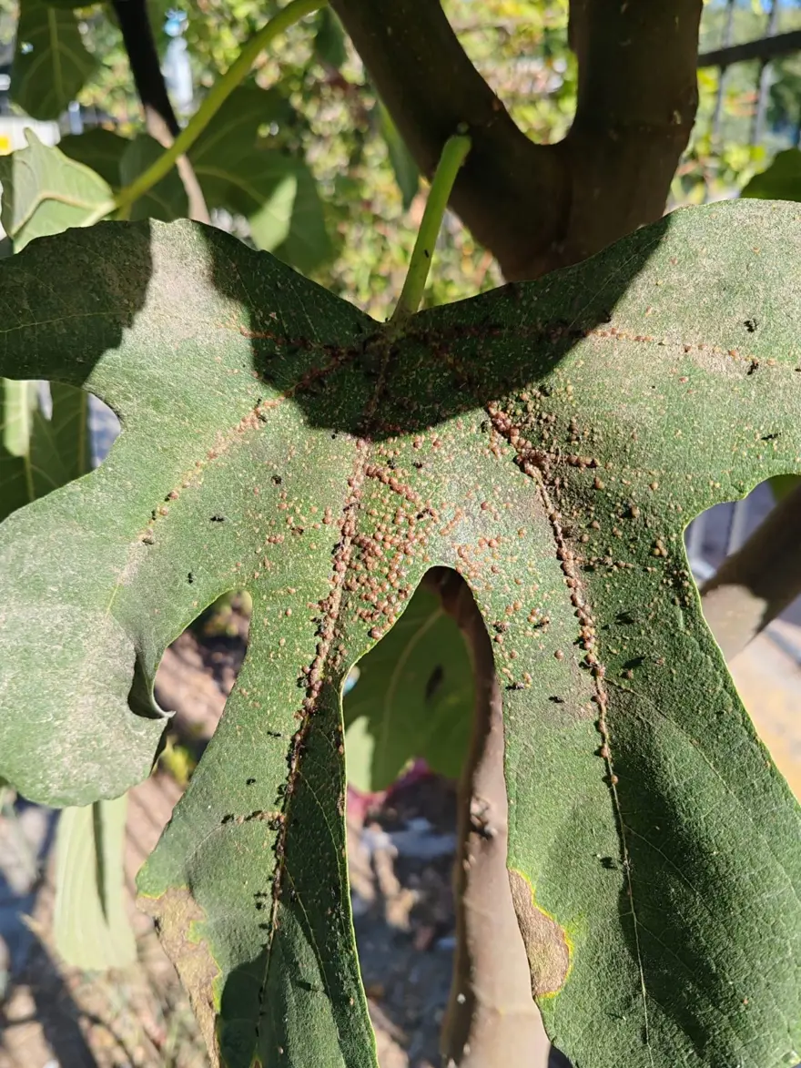 İncir bahçelerinde yeni tehdit: Kanlı balsıra İncir bahçelerinde yeni tehdit: Kanlı balsıra
