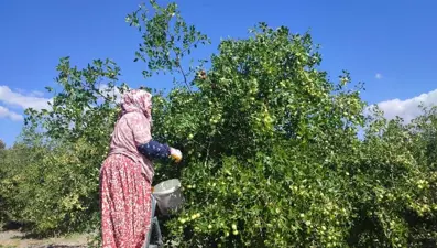 Çinliler şifalı diye bol bol tüketiyor: Halk arasında ona "hayat meyvesi" diyorlar