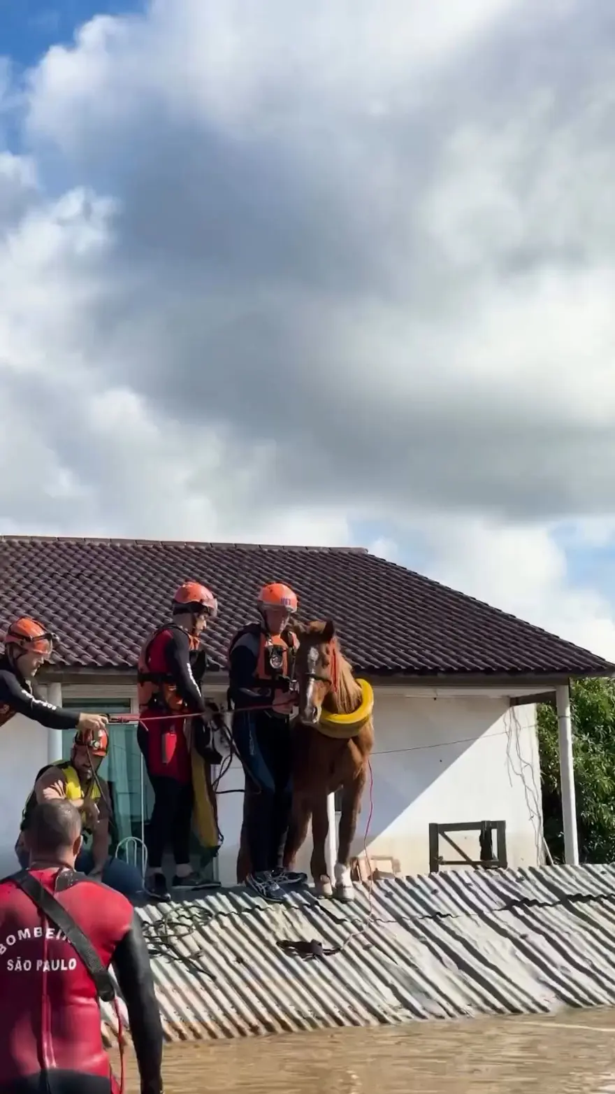 Brezilya'da sel felaketi: Milletvekili ve meclis üyesi, yüzlerce hayvanı selden kurtarıyor 6