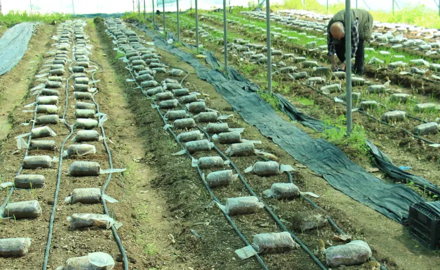 Kuzugöbeği mantarı, Türkiye’de ilk defa üretildi: Tazesinin kilosu 400, kurusu 3 bin lira 10 Kuzugöbeği mantarı, Türkiye’de ilk defa üretildi: Tazesinin kilosu 400, kurusu 3 bin lira 10