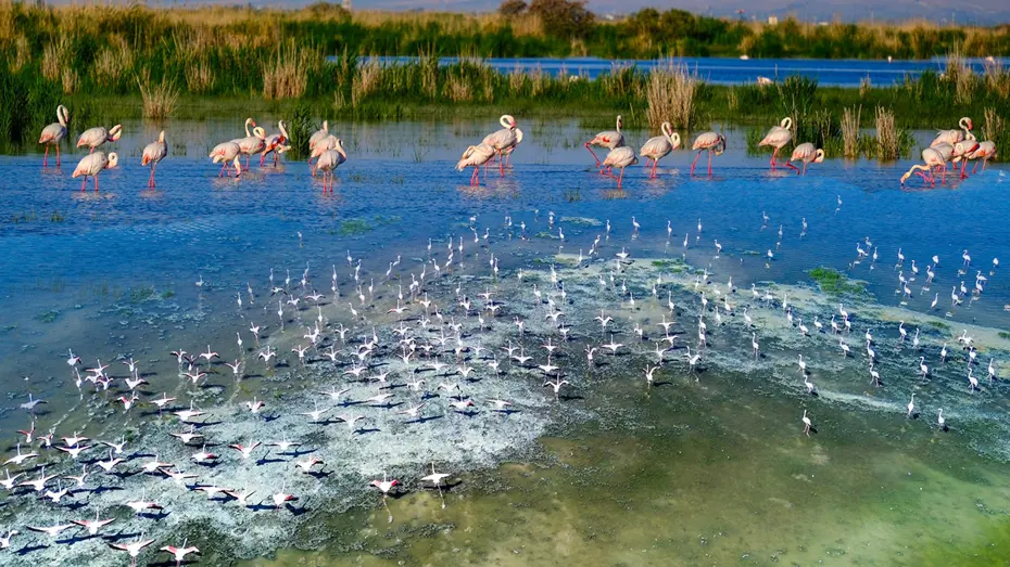 Flamingoları ağırlıyor. Akgöl eski günlerine döndü