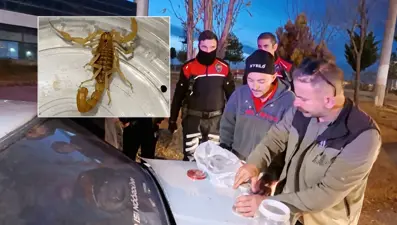 Aksaray’da zehrinin litresi 10 milyon dolar olan akrep satışına suçüstü 