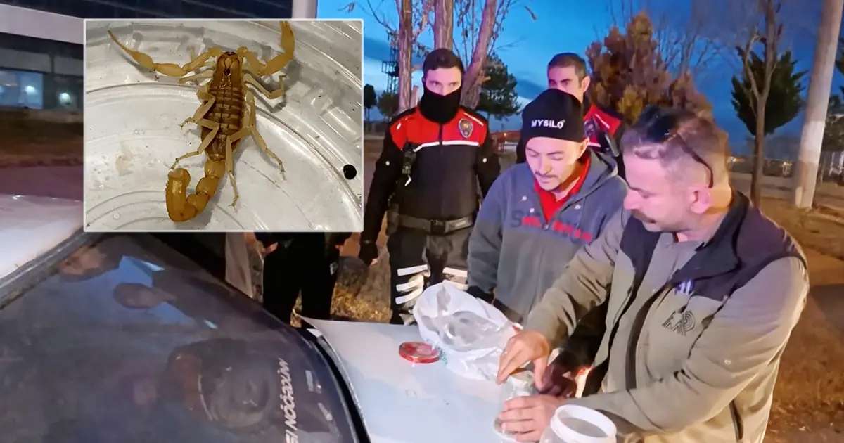 Aksaray’da zehrinin litresi 10 milyon dolar olan akrep satışına suçüstü