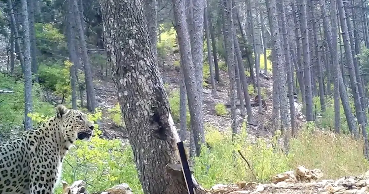 Anadolu parsını öldürmenin cezası 45 milyon lira