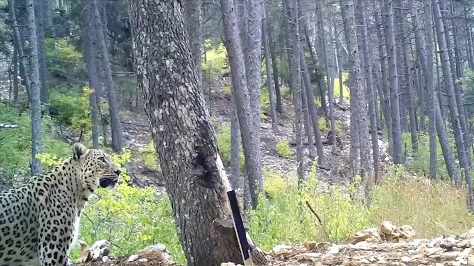 Anadolu parsını öldürmenin cezası 45 milyon lira