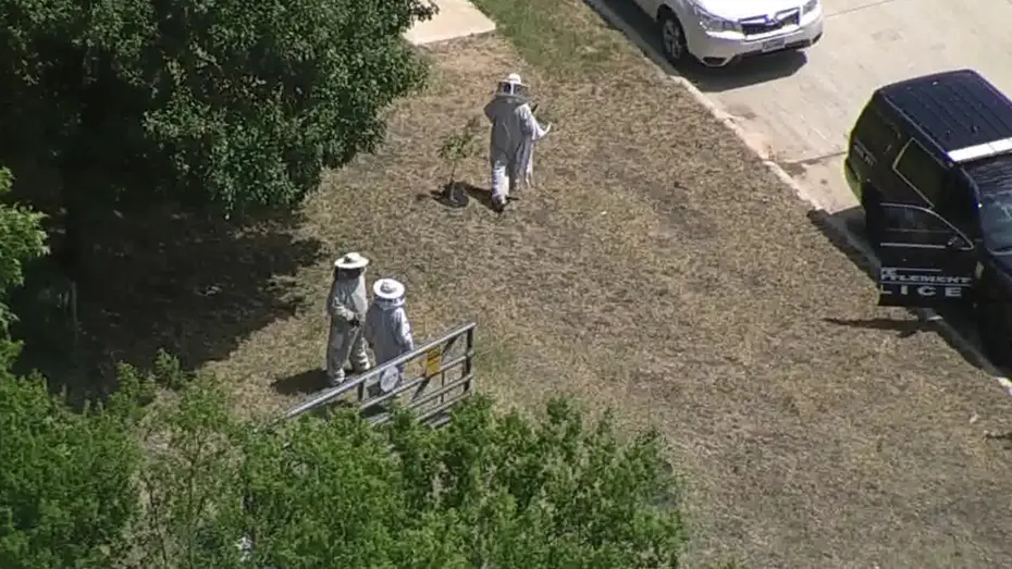 Yangında öldüğü zannedilen arıcının, arılar tarafından öldürüldüğü ortaya çıktı