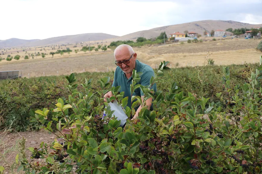 DÖNÜM BAŞINA 1 TON REKOLTE BEKLİYOR 2