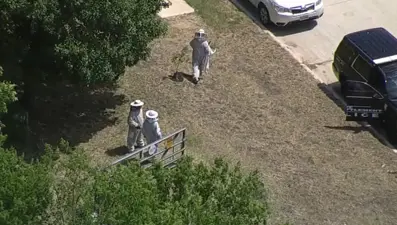 Yangında öldüğü zannedilen arıcının, arılar tarafından öldürüldüğü ortaya çıktı