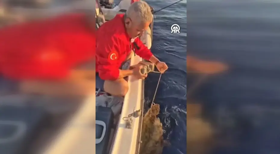 Vicdansızlık pes dedirtti: Ayağına taş bağlanan caretta caretta kurtarıldı