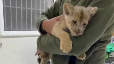 İstanbul'da yavru aslan ele geçirildi