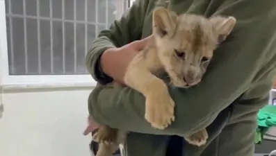 İstanbul'da yavru aslan ele geçirildi