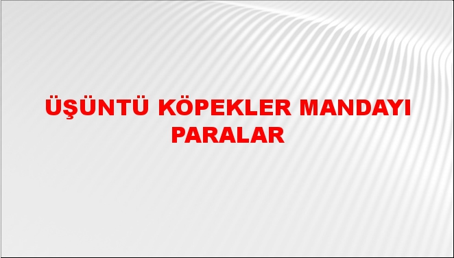 Üşüntü köpekler mandayı paralar