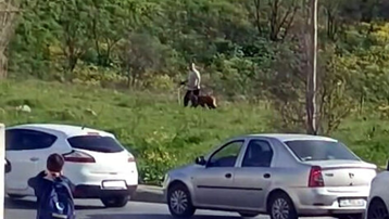 Avcılar'da köpeğe şiddet. Çevredekilerin tepkilerine aldırış etmedi
