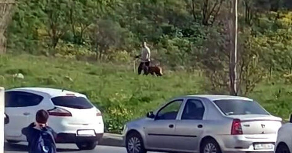 Avcılar'da köpeğe şiddet. Çevredekilerin tepkilerine aldırış etmedi