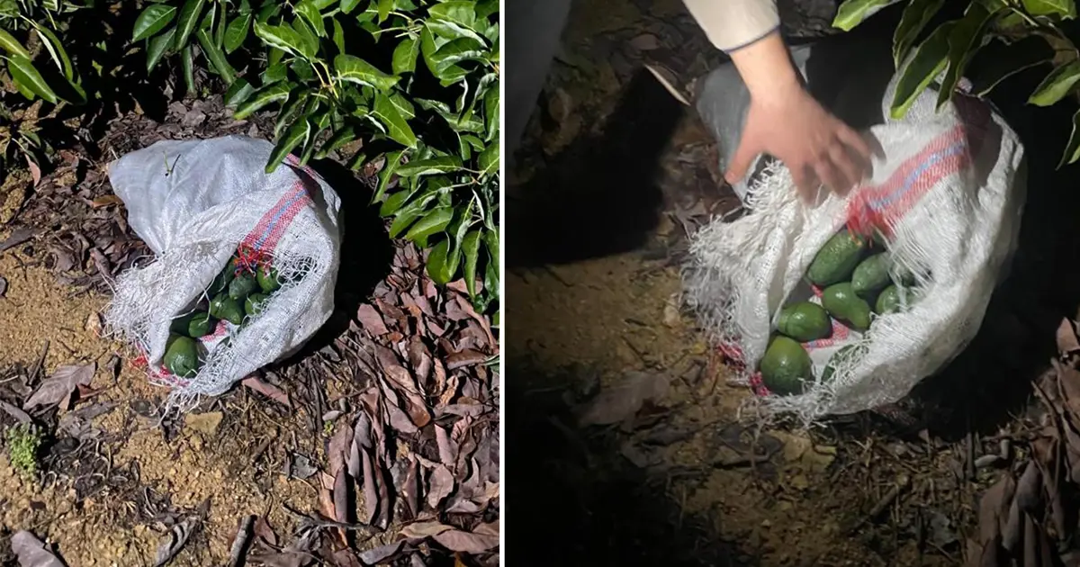 500 bin liralık avokado hırsızlığı! Jandarmayı görünce kaçtılar