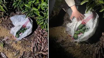 500 bin liralık avokado hırsızlığı! Jandarmayı görünce kaçtılar