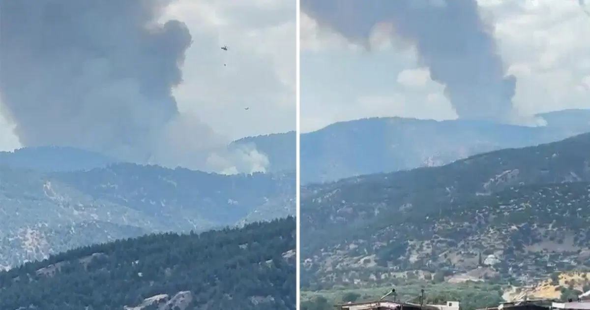 Aydın Kuyucak'ta orman yangını