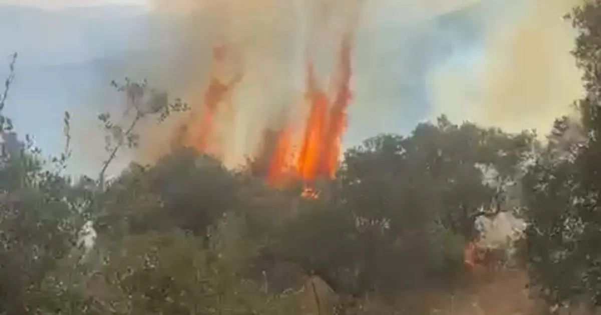 Aydın'da orman yangını kontrol altına alındı