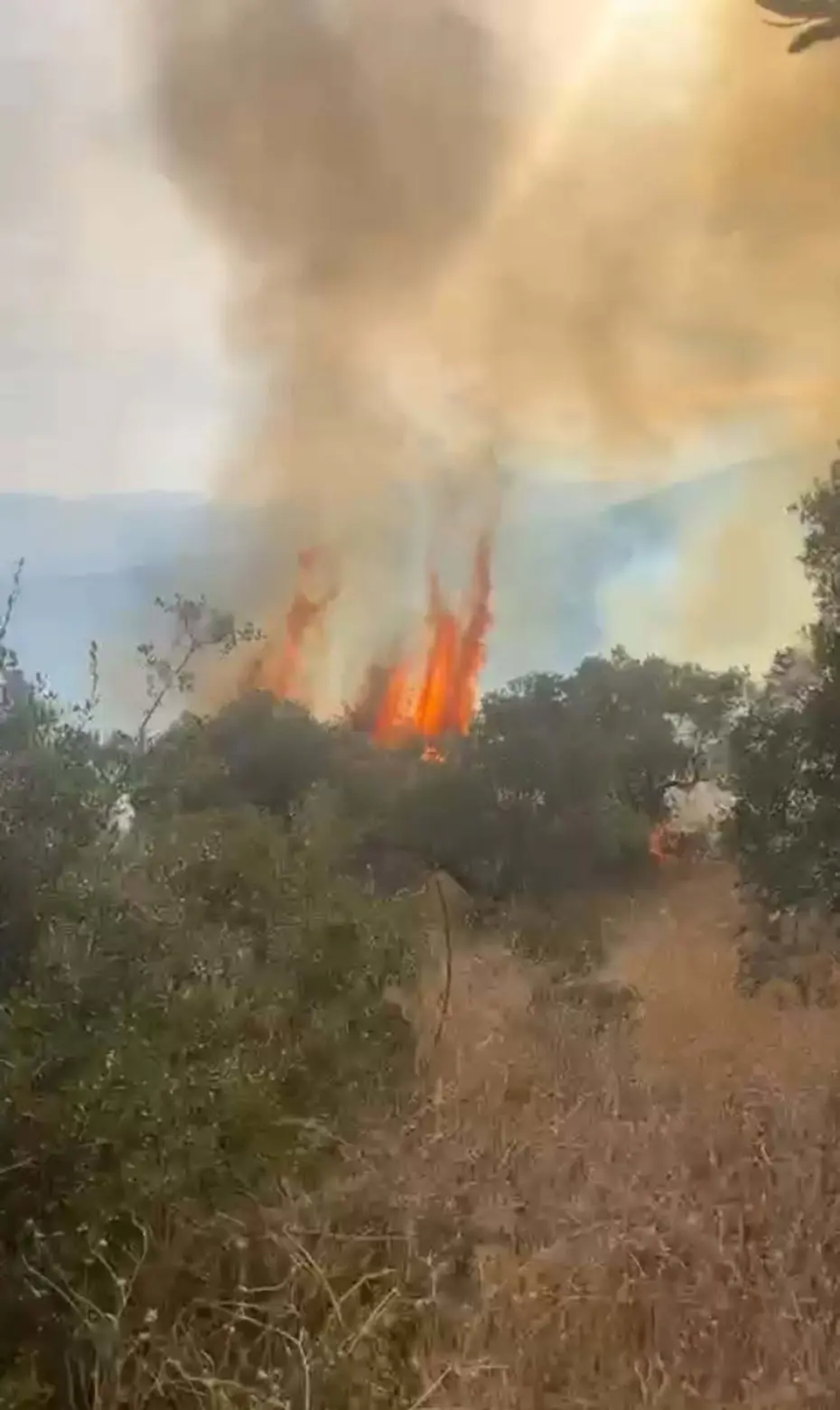 Aydın'da orman yangını: Alevlere müdahale sürüyor