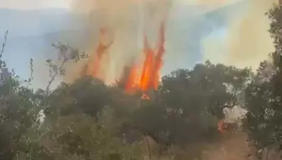Aydın'da orman yangını kontrol altına alındı