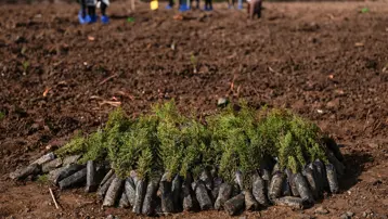 Milli Ağaçlandırma Günü'nde rekor