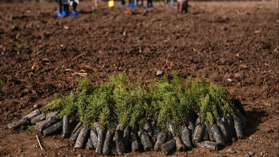 Milli Ağaçlandırma Günü'nde rekor