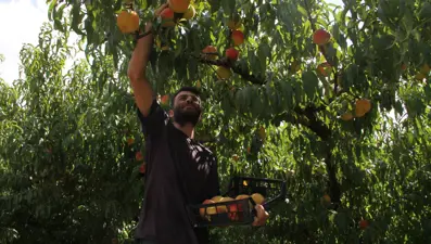 Samsun'da hasat zamanı: Kilosu 80 liradan başlıyor