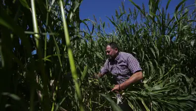 Kuraklık sorgum sudan otuna yöneltti: "Hem sütte hem beside eşdeğer"