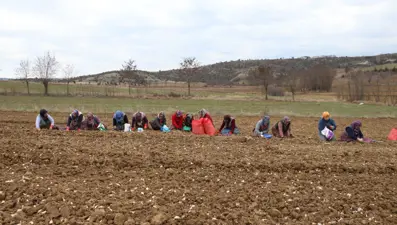 Taşköprü sarımsağı toprakla erken buluştu