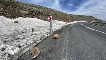 Ardahan-Ardanuç kara yolunda kaya tehlikesi