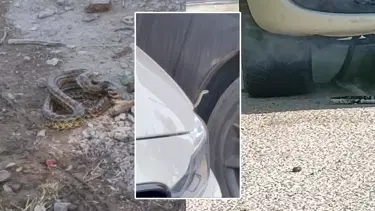 İlçeyi yılan korkusu sardı, belediye alarma geçti