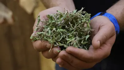 Kendiliğinden yetişiyor, tek tek sabırla toplanıyor:  100 gramıyla bir öğünlük yemek pişiyor