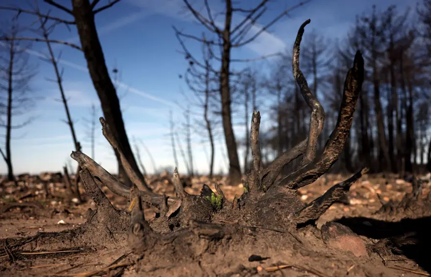 İspanya'daki orman yangınları üç haftadır devam ediyor: 20 bin hektar kül oldu 7