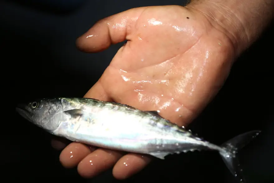 Balıkçılar "vira bismillah" dedi 15