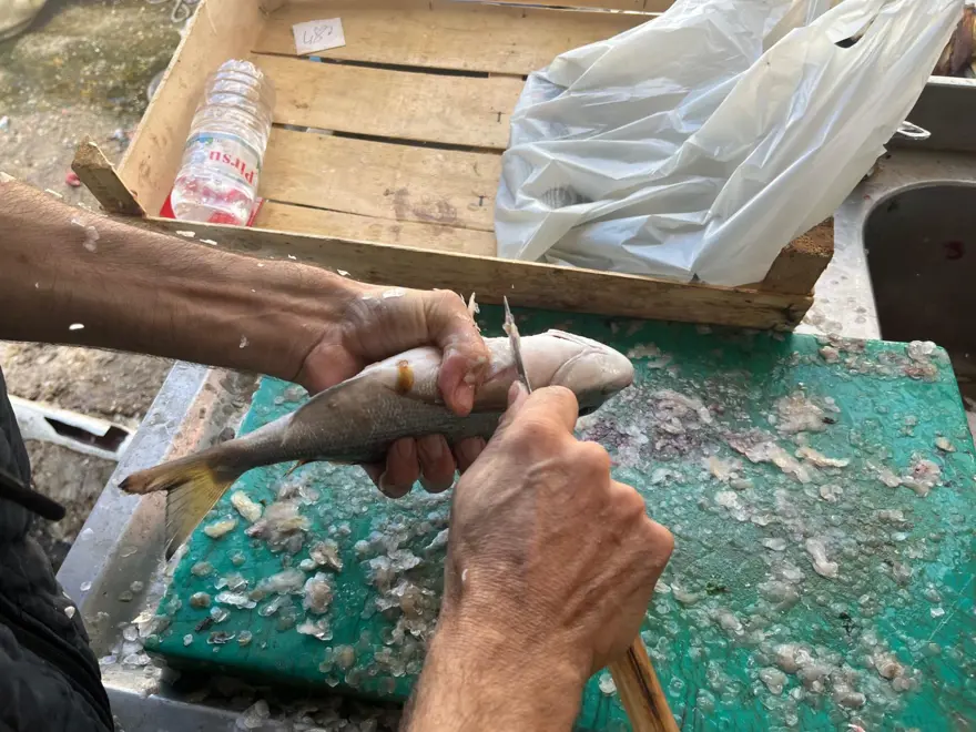 Gece avlanıyor, sabah alıcıyla buluşuyor: Fiyatı 2 bin TL'ye kadar çıkıyor 4