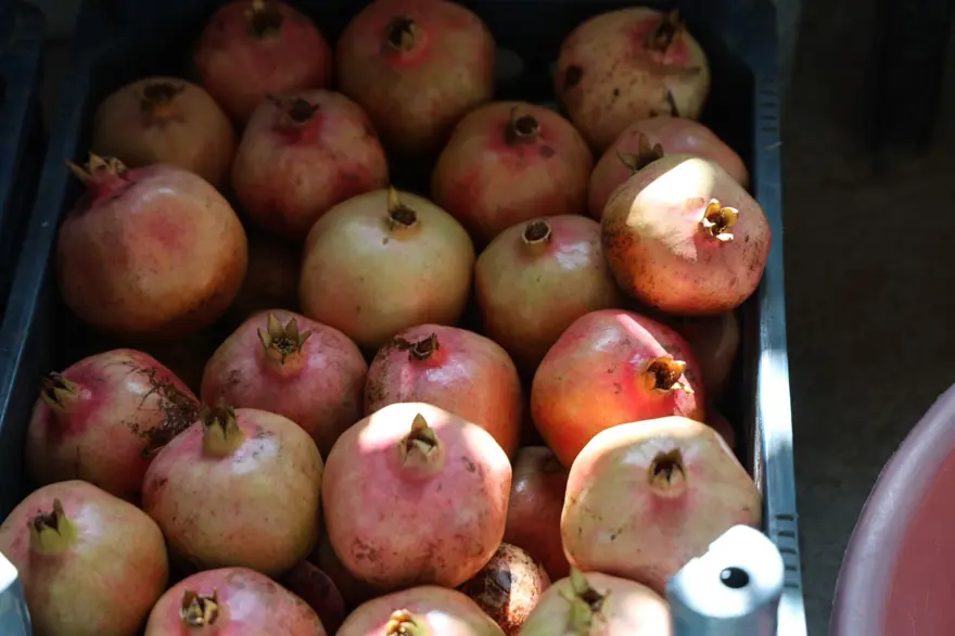 Geçen yıl 20 TL'ydi, bu yıl 80 TL: 900 rakımda yetişiyor 5