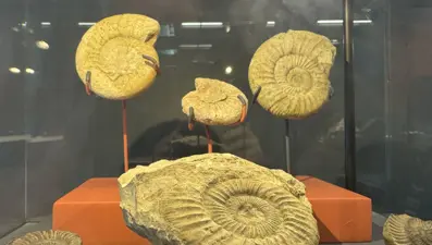 545 milyon yıllık deniz lalesi fosili Samsun Müzesi'nde