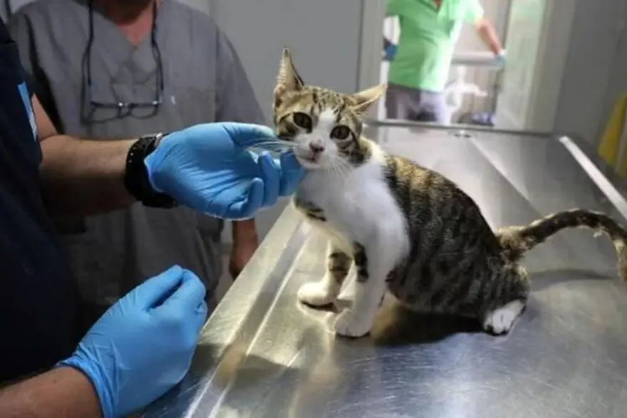 1. SORU: Sahipli ev hayvanlarının kimliklendirme ve kayıt işlemleri için yasal süre ne zaman sona erecek? 1. SORU: Sahipli ev hayvanlarının kimliklendirme ve kayıt işlemleri için yasal süre ne zaman sona erecek?