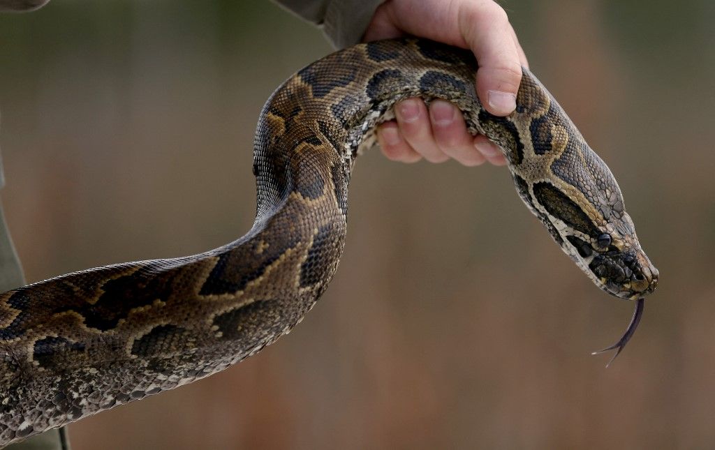 Florida yılanlara savaş açtı: On binlerce piton yakalandı!