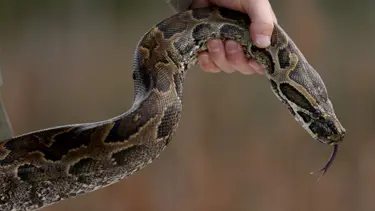Florida yılanlara savaş açtı: On binlerce piton yakalandı!