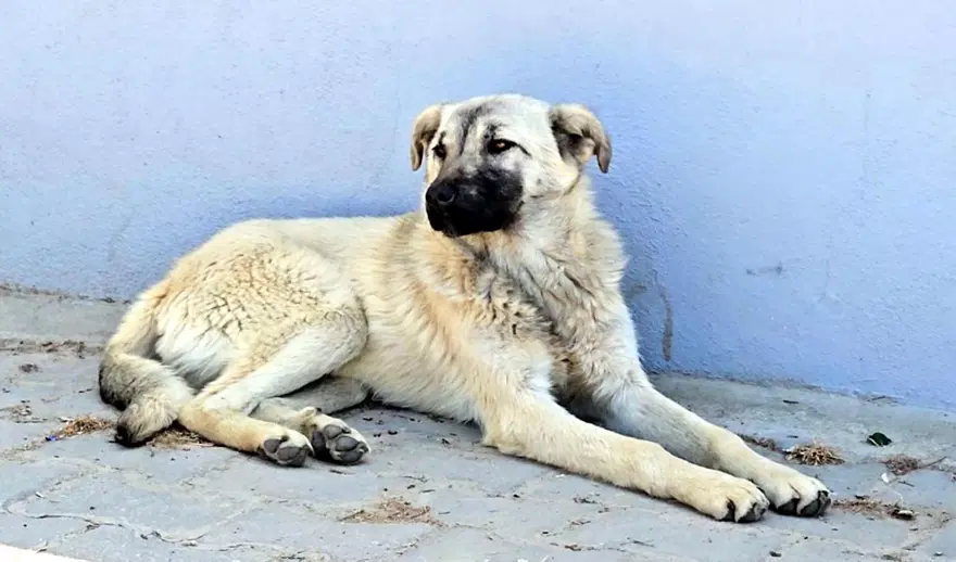 "KÖPEĞİN ÇIĞLIĞIYLA FARKINA VARDIK" 4