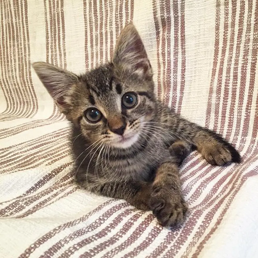 Hayatını kedileri kurtarmaya adadı 255