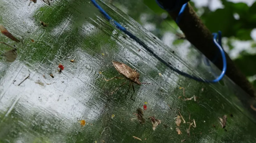 "Kahverengi kokarca" istilası olumsuz etkiledi: 3'lü zarar, 50 bin ton kayıp var 6
