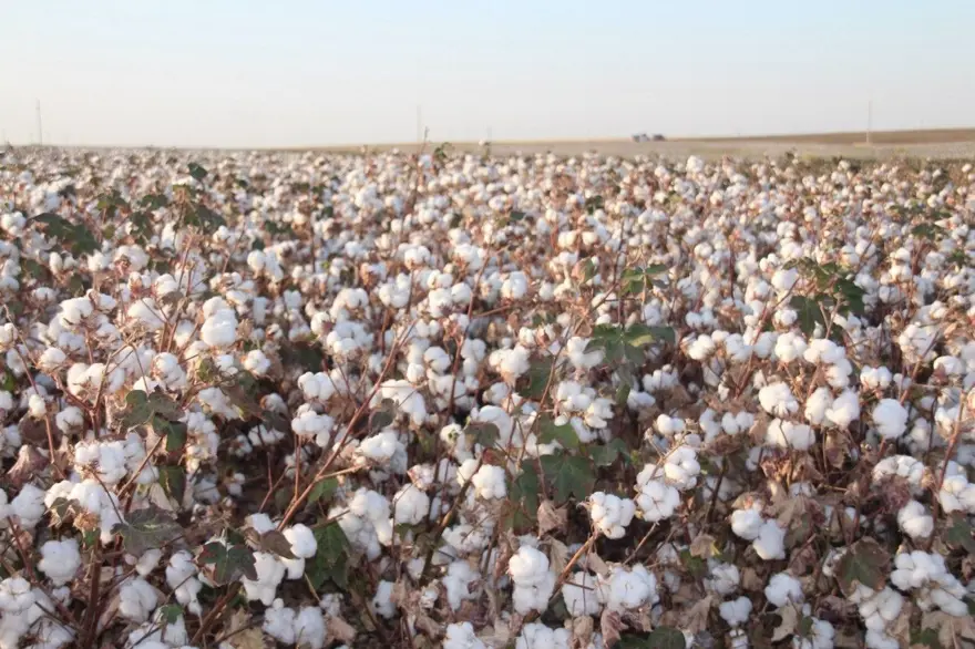 "Beyaz altın" hasadı başladı! Yüksek rekolte yüzleri güldürdü 1