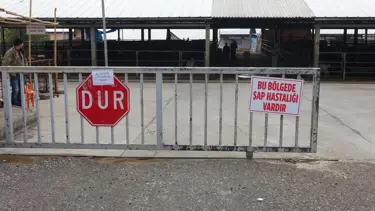 Çemişgezek'te şap karantinası