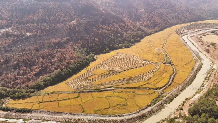 "Beyaz altın" olarak biliniyor: Bu yıl yüzde 40 düşüş yaşandı 4 "Beyaz altın" olarak biliniyor: Bu yıl yüzde 40 düşüş yaşandı 4