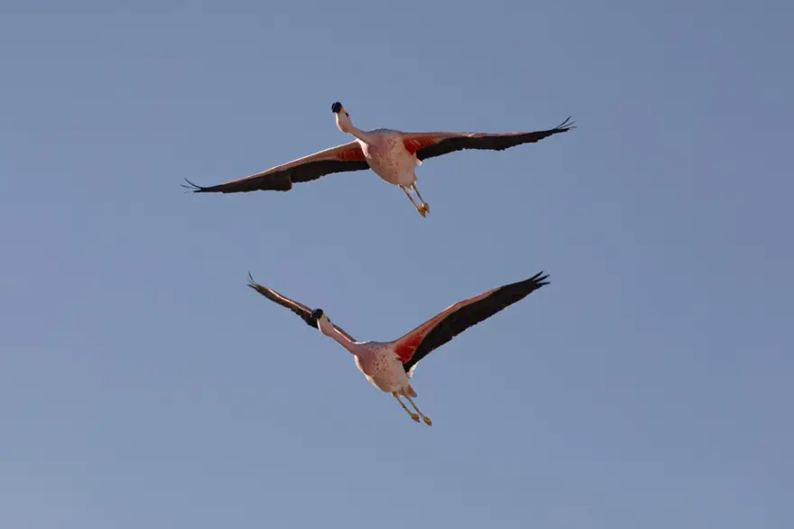 İnsan faaliyetlerinin son kurbanları: Sayıları hızla azalıyor 1 İnsan faaliyetlerinin son kurbanları: Sayıları hızla azalıyor 1