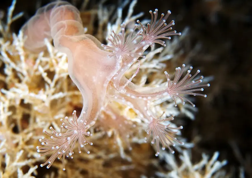 Beyaz Deniz'in harikaları 103