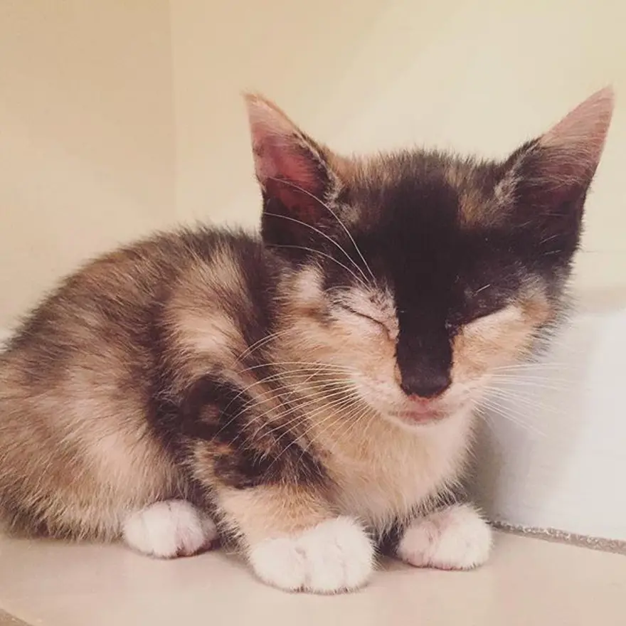 Hayatını kedileri kurtarmaya adadı 340