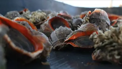 6 ayda 4,5 milyon dolar kazandırdı... Türkiye'de tüketilmiyor, ihraç ediliyor